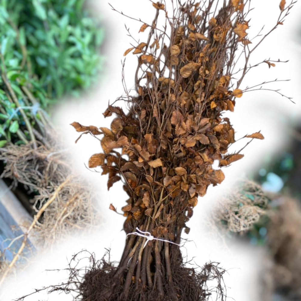 Fagus silvatica 3/0 80-120