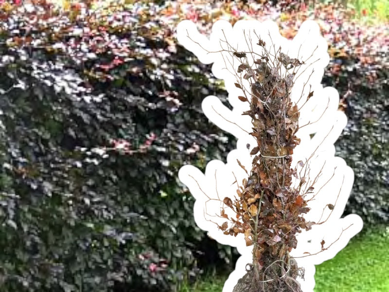Rødbøg Hækplante FAGUS SYLVATICA 'PURPUREA' 80-120 cm høj