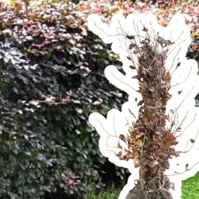 Rødbøg, Fagus sylvatica 'Purpurea' – 50–80 cm – tæt hæk med mørkt løv