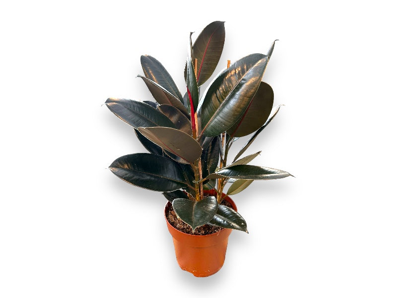 Figentræ Ficus El. Abidjan P24 til haven