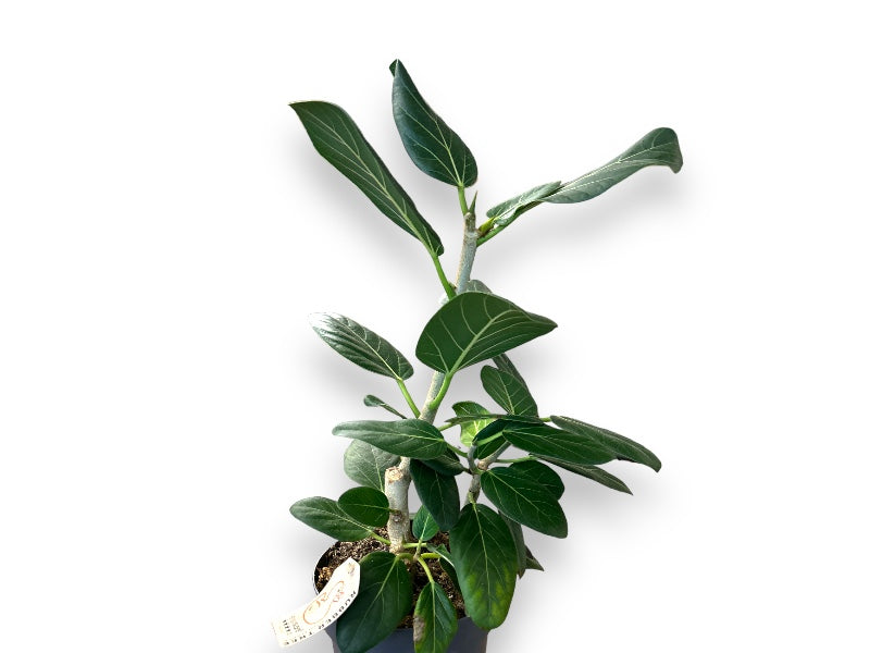 Ficus Benghalensis Audrey 17 cm potte figentræ til haven.