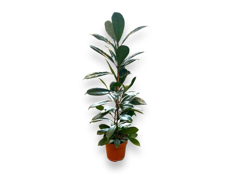 Ficus Cyathistipula figentræ til haven, perfekt til udendørs brug.
