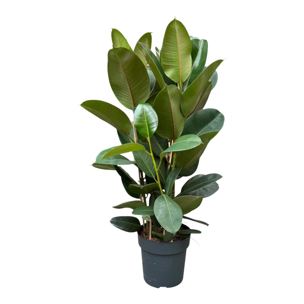 Gummitræ, Ficus elastica 'Robusta' – 27 cm potte / H110 cm 