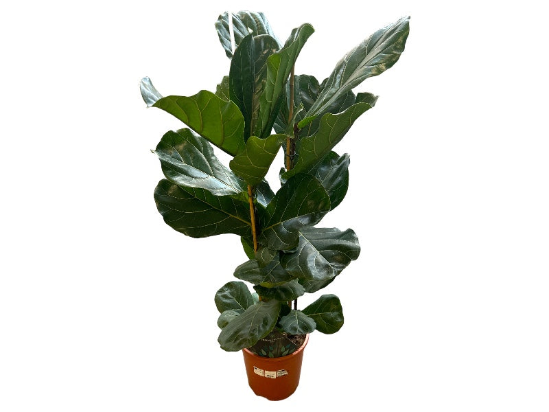 Ficus Lyrata P27 H 140 figentræ til udendørs brug.