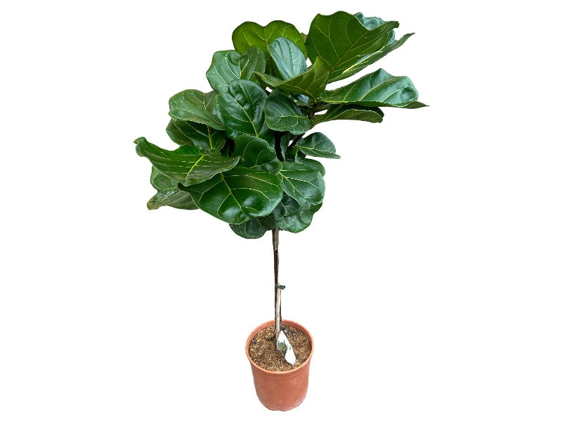 Ficus Lyrata P24 - figentræ til haven.