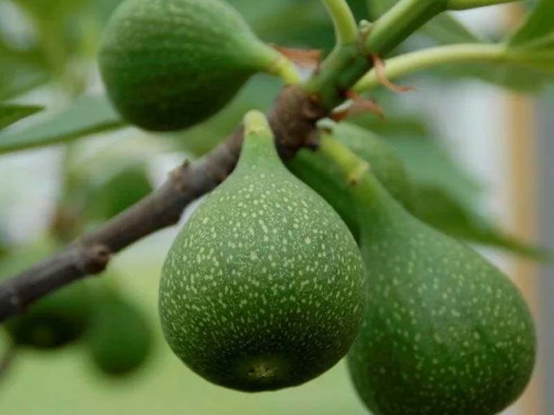 Figen, Ficus Carica Røsnæs - 5 L potte til haven.