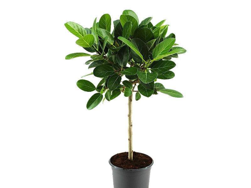 Ficus Bengh. Petite Audrey P21 figentræ til udendørs brug.