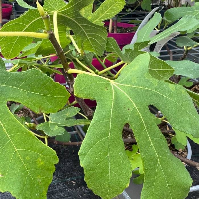 Figen, Ficus Carica Røsnæs