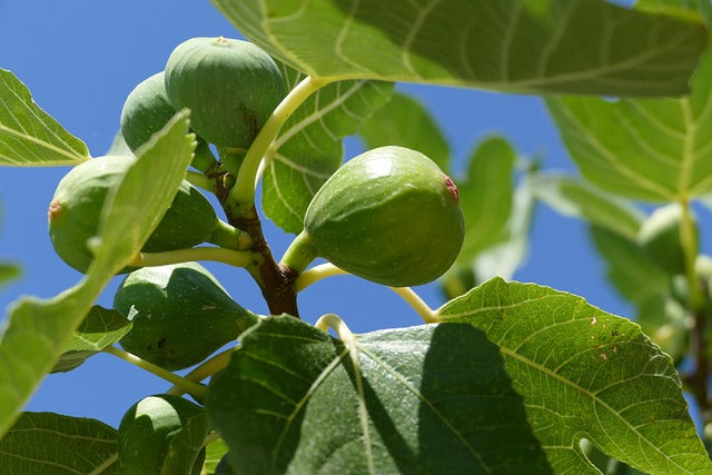 Figentræ Ficus carica 'Bornholm' - 5 liter plante.