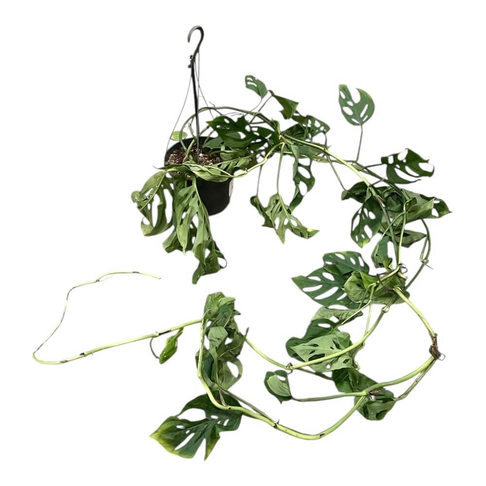 Fingerfilodendron, MONSTERA - 11 cm potte