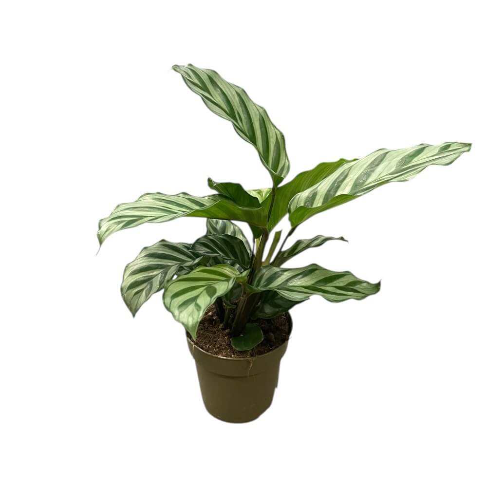 Fiskebensplante, CALATHEA SPECIES - 8,5 cm potte