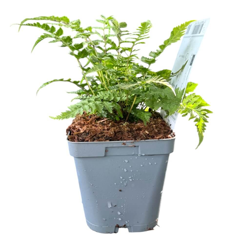 Fjerbregne, ATHYRIUM nipo. 'Pictum'(Metallicum)
