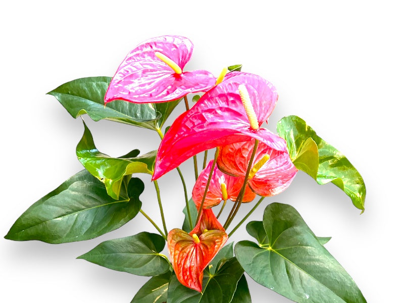 Anthurium Andr. plante i potte, størrelse P17.
