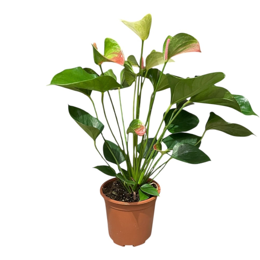 Flamingoblomst, Anthurium Fantasy Love Decorum i 17 cm potte