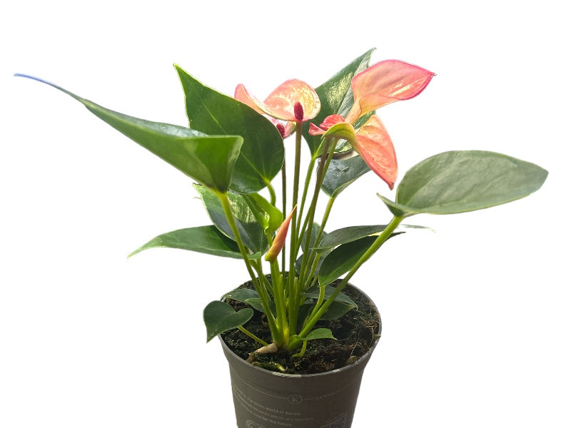 Anthurium Anthenopsis Hot Lips i størrelse P9.