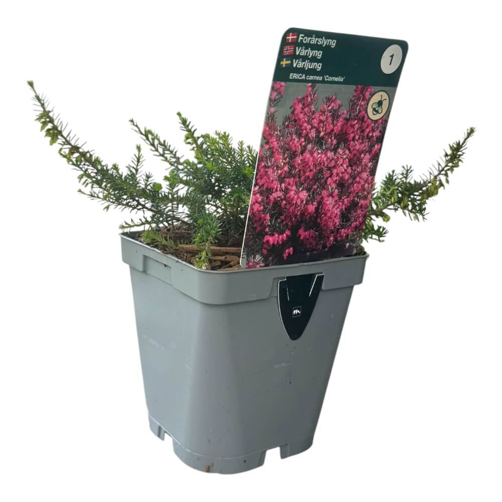 Forårslyng, arica carnea 'Cornelia' - 1l potte