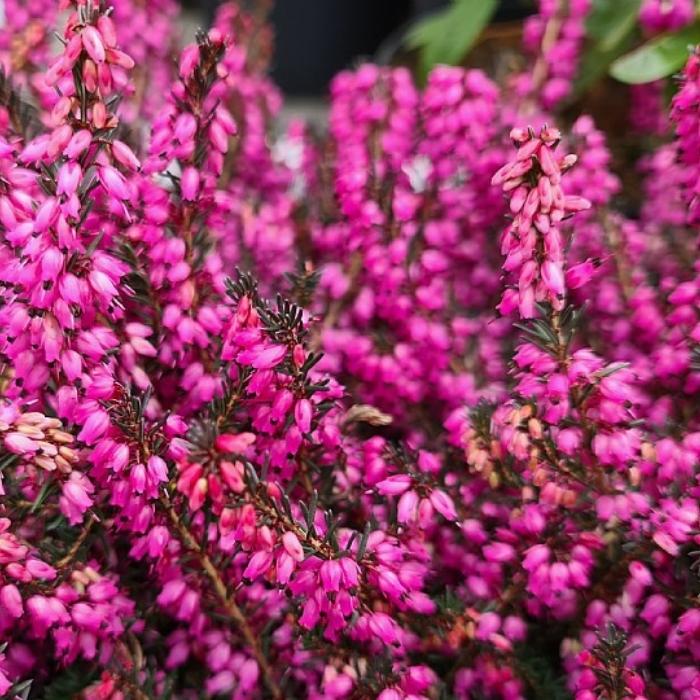 Forårslyng, erica darleyensis 'Rubina' - 1l potte