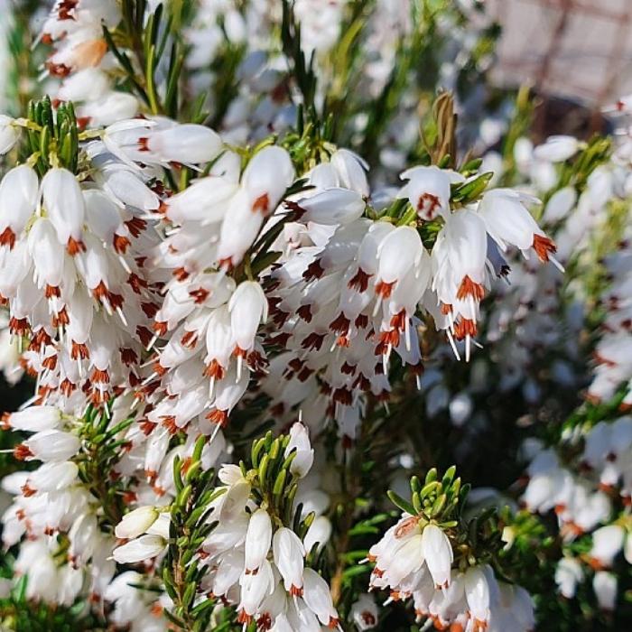 Forårslyng, ERICA darleyensis 'Snow Surprise' - 1l potte