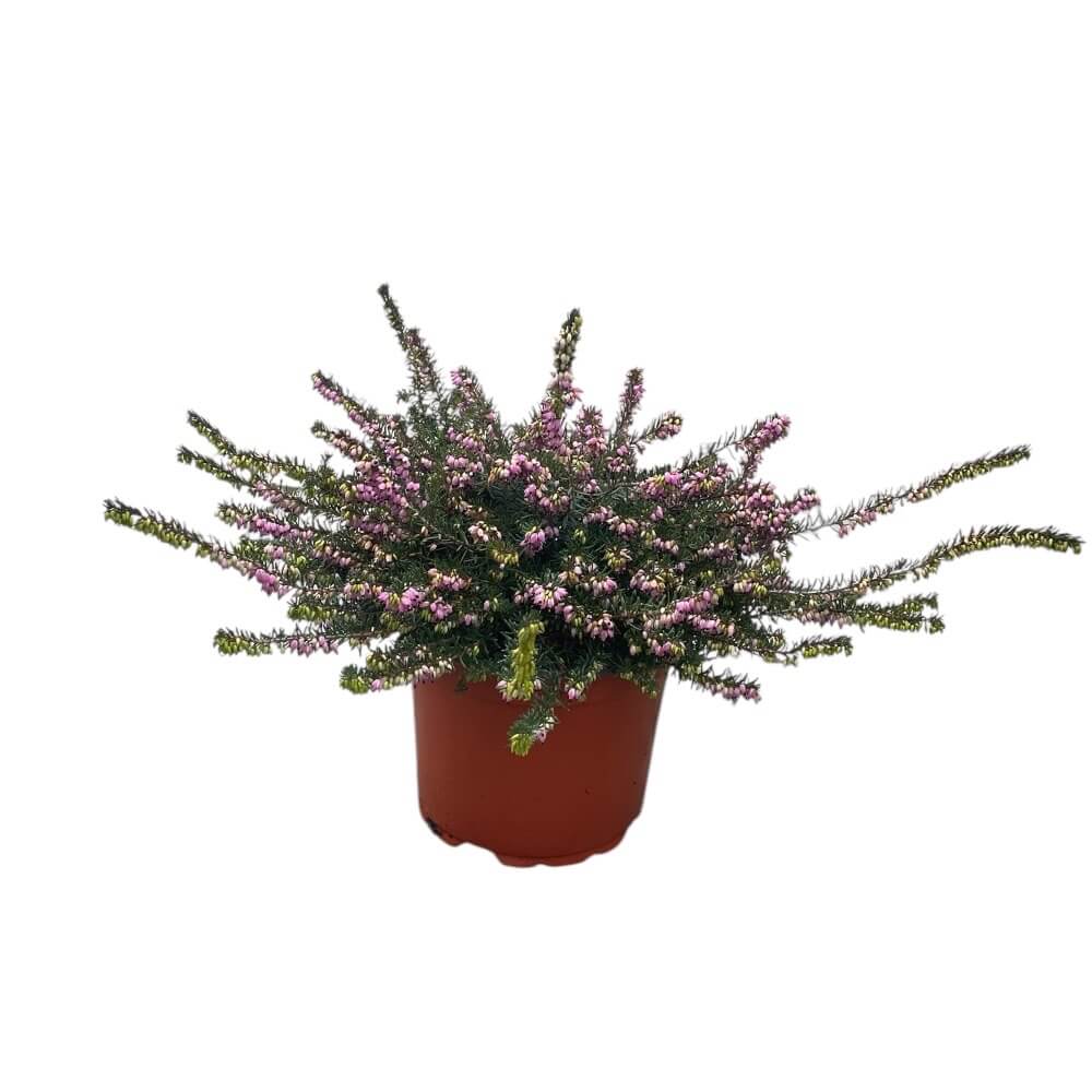 Forårslyng, Erica x darleyensis Kramer s Rote - 2L potte