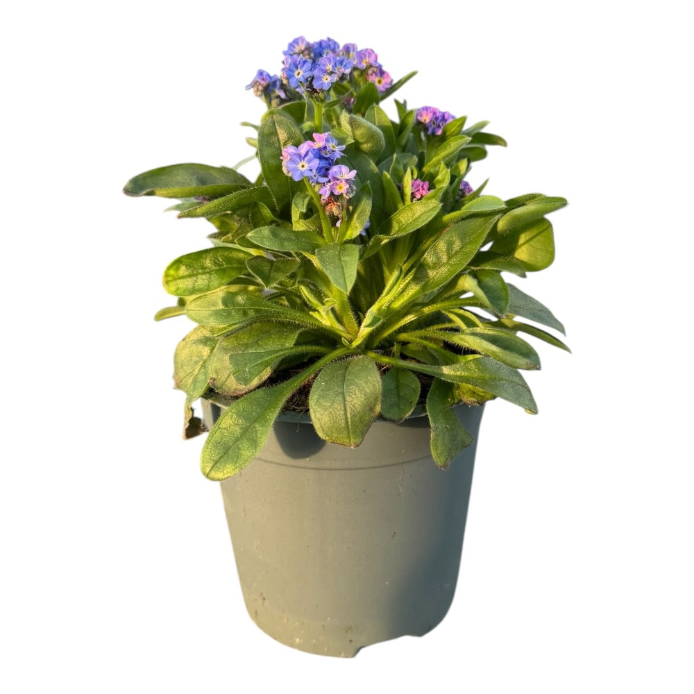 Forglemmigej, Myosotis Laura Deep, blå - 10,5 cm potte