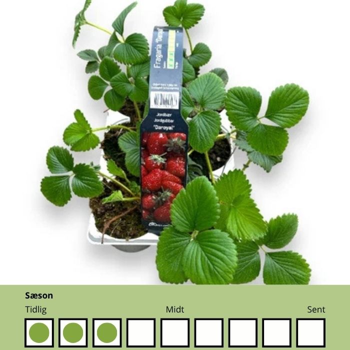 Fragaria 'Daroyal' – Meget tidlig jordbærsort med sød smag og faste bær