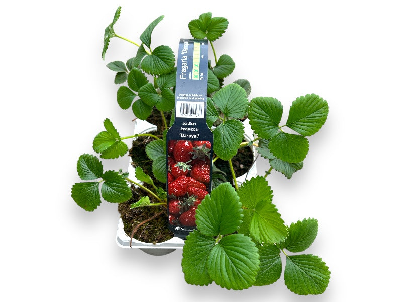 Bakke med 6 jordbærplanter, model Fragaria 'Daroyal'.
