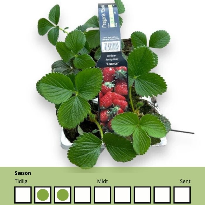 Fragaria 'Elsanta' – Tidlig og populær jordbærsort med flotte, faste bær