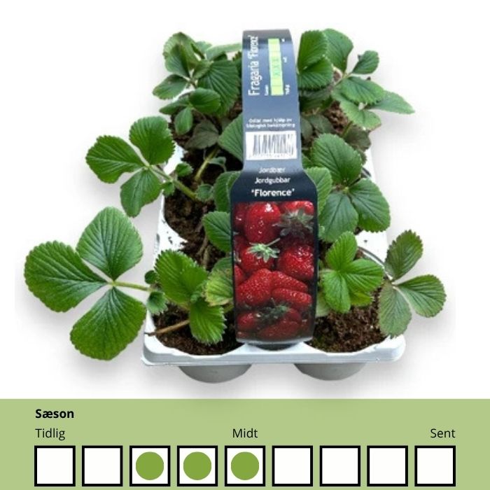 Jordbær, Fragaria ´Florence´ (midt) - Bakke m. 6 Stk.