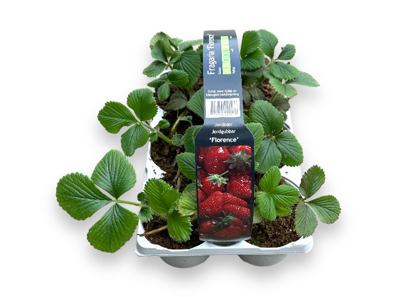 6 stk. jordbærplante, Fragaria ´Florence´ i bakke.