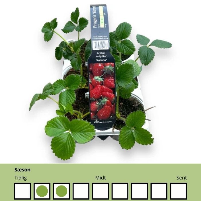 Fragaria 'Korona' – Tidlig jordbærsort med store, søde bær