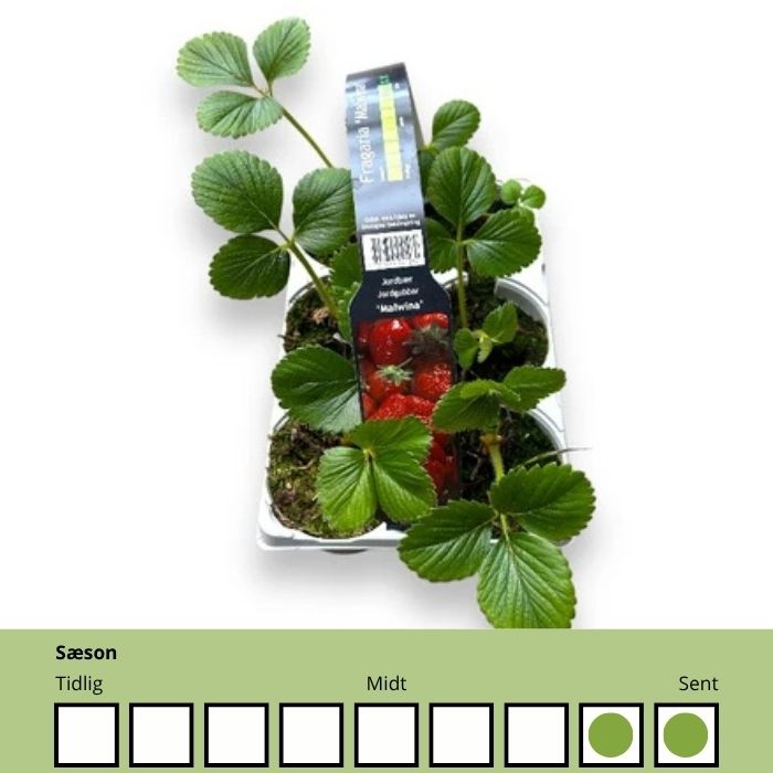 Fragaria 'Malvina' er en af de allerseneste jordbærsorter og forlænger jordbærsæsonen helt ind i slutningen af juli.