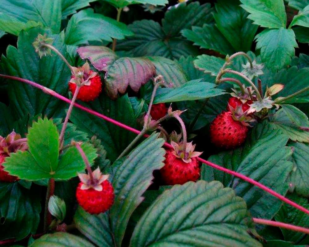 Skovjordbær, FRAGARIA vesca Rügen, til haven.
