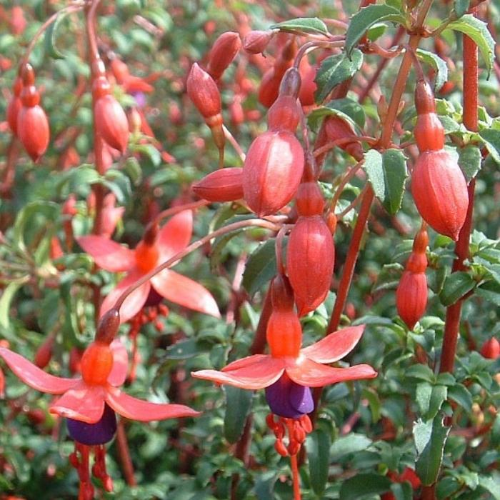 Havefuchsia, Fuchsia Mag. ´Riccartonii´