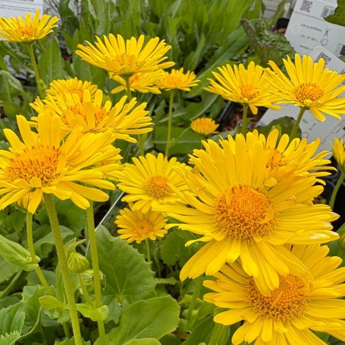 Gemserod, DORONICUM orientale ´Little Leo´
