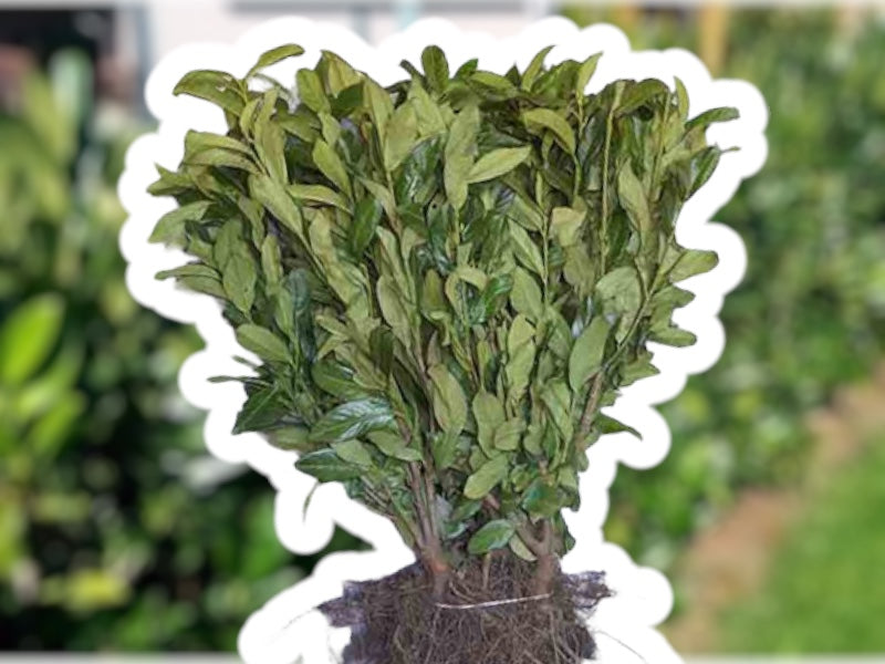 Kirsebærlaurbær, Prunus Genolia - 40/50 barrods hækplanter.