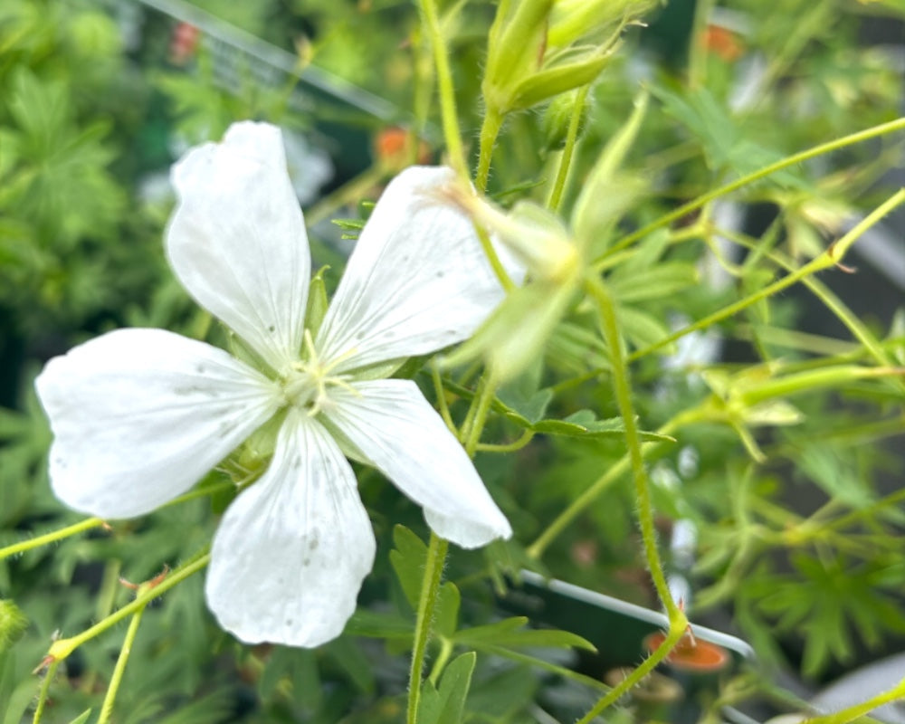 Storkenæb, GERANIUM sang - 10 cm potte.