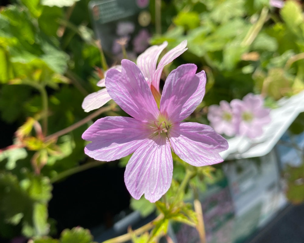 Storkenæb, GERANIUM hybrid Dreamland i 1 L potte.