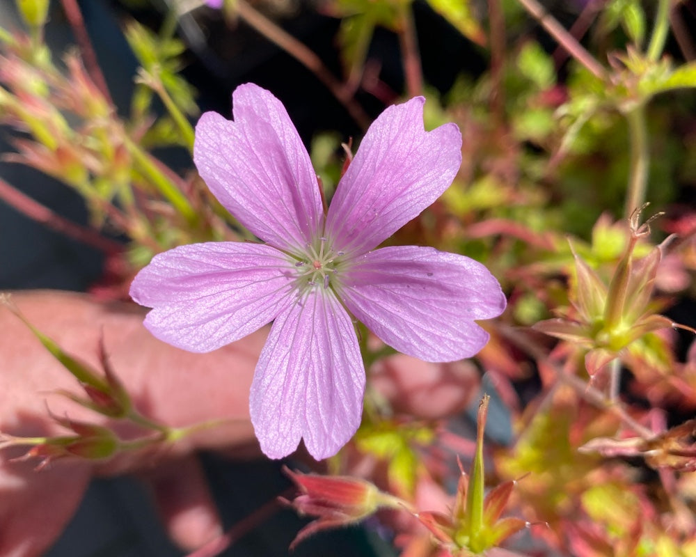 Storkenæb, GERANIUM oxo, Rose Clair i 1 L potte.