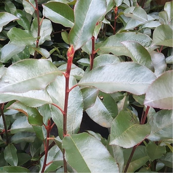 Glansmispel, Photinia fraseri 'Red Robin' i 12L potter - 100/125cm