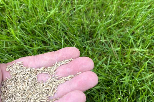 guides til pleje og valg af græsplæne