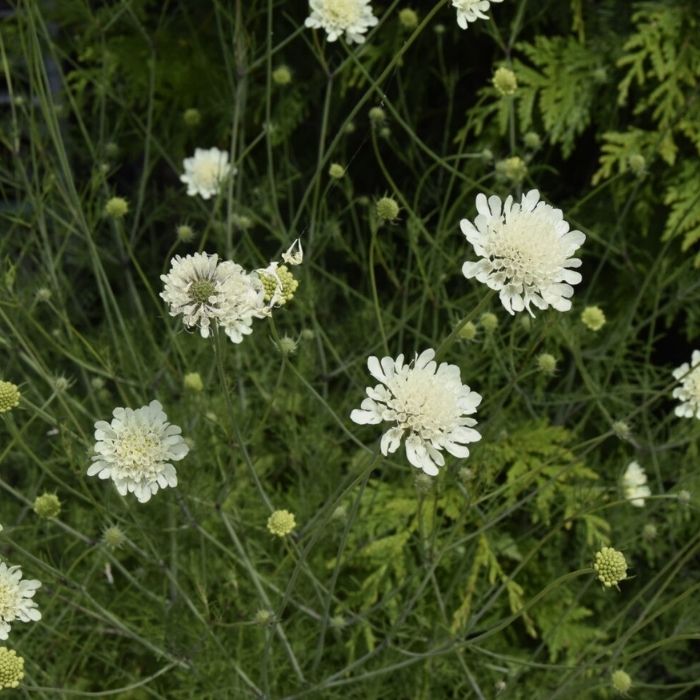 Gul skabiose, SCABIOSA ochroleuca 