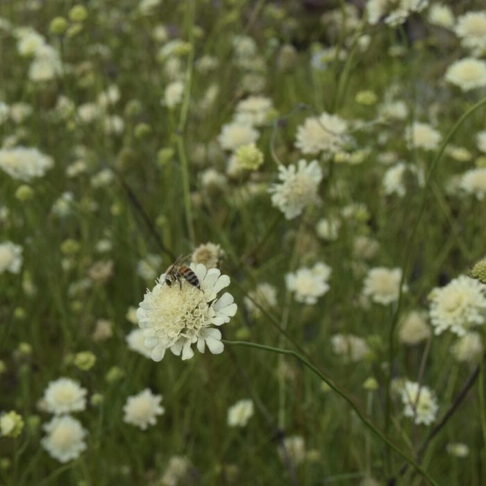 Gul skabiose, SCABIOSA ochroleuca 