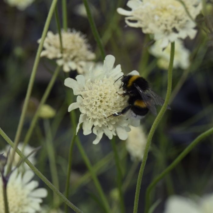 Gul skabiose, SCABIOSA ochroleuca 