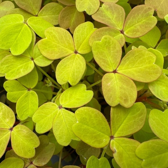 GUL SKOVSYRE, oxalis gold