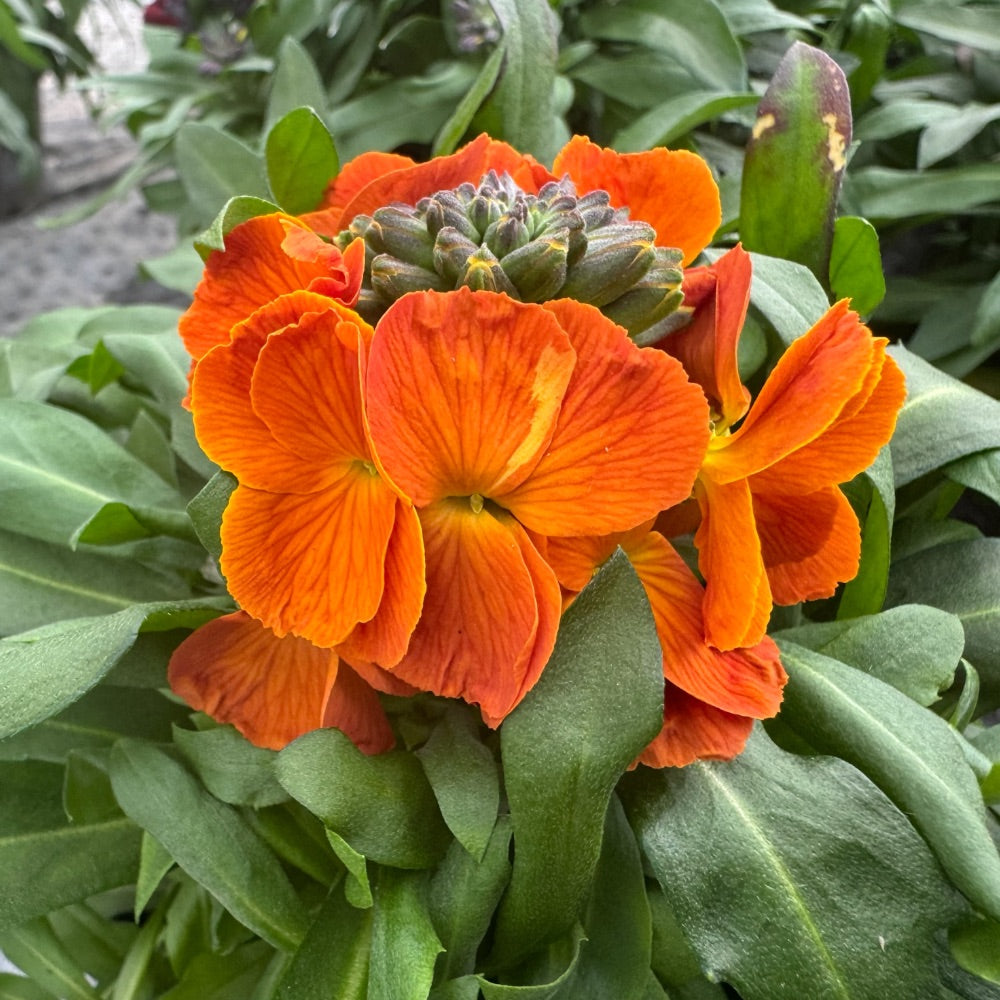ERYSIMUM HYB. 13 cm. pot.
