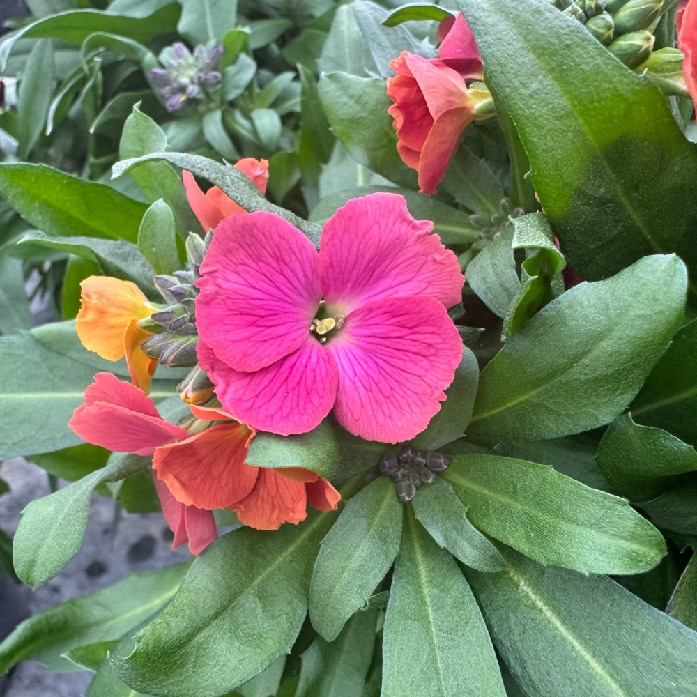 ERYSIMUM HYB. 13 cm. pot.