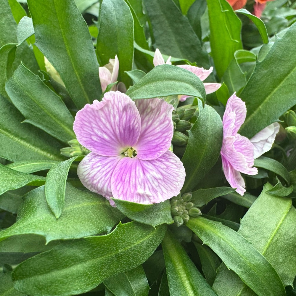 ERYSIMUM HYB. 13 cm. pot.