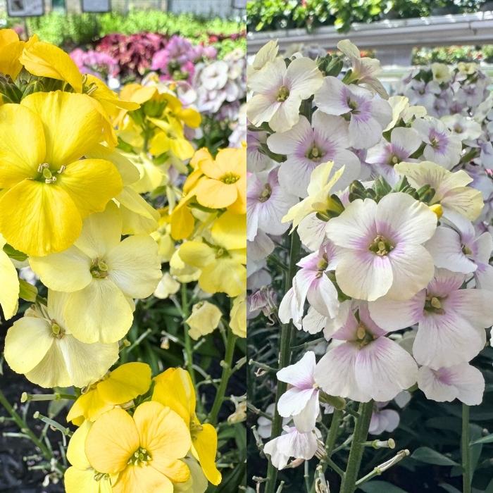 Gyldenlak, Erysimum mix - 12 cm potte