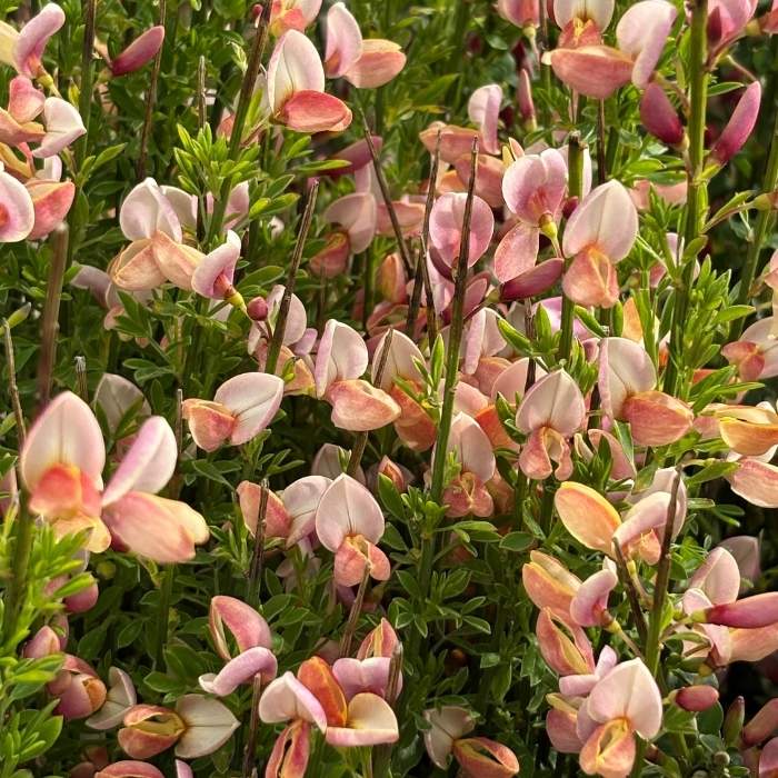 Gyvel, Cytisus 'Zeelandia' - 7.5L potte