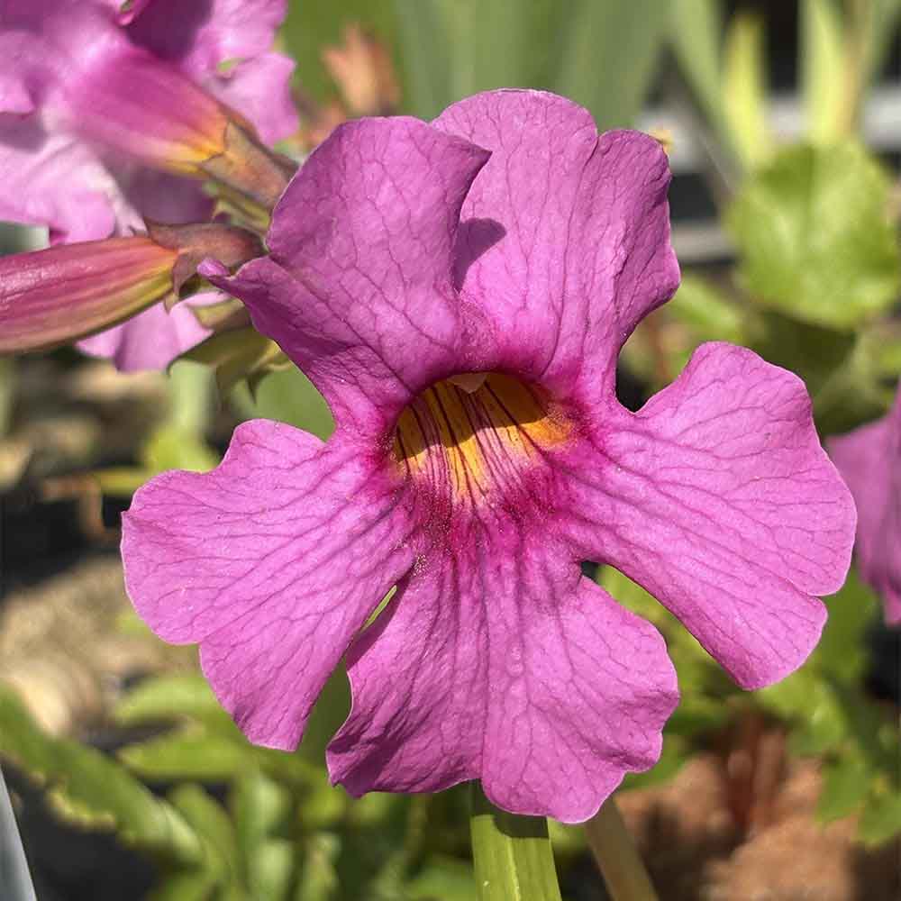Havegloxinia, INCARVILLEA delavayi - 10 cm Potte